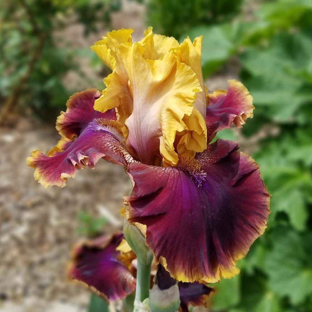 Photo of Tall Bearded Iris (Iris 'North Rim') uploaded by OrganicJen