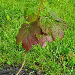 Location: Mid-Missouri, USA
Date: 2020-05-15
12" well-rooted starter that has lovely gradation in foliage colo