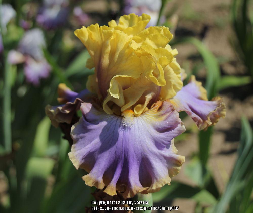 Photo of Tall Bearded Iris (Iris 'Repertoire') uploaded by Valery33
