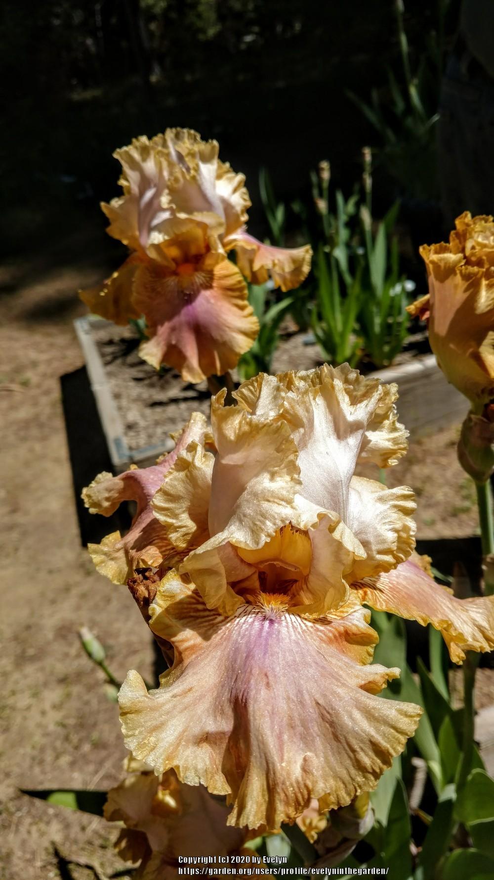 Photo of Tall Bearded Iris (Iris 'Polish Princess') uploaded by evelyninthegarden