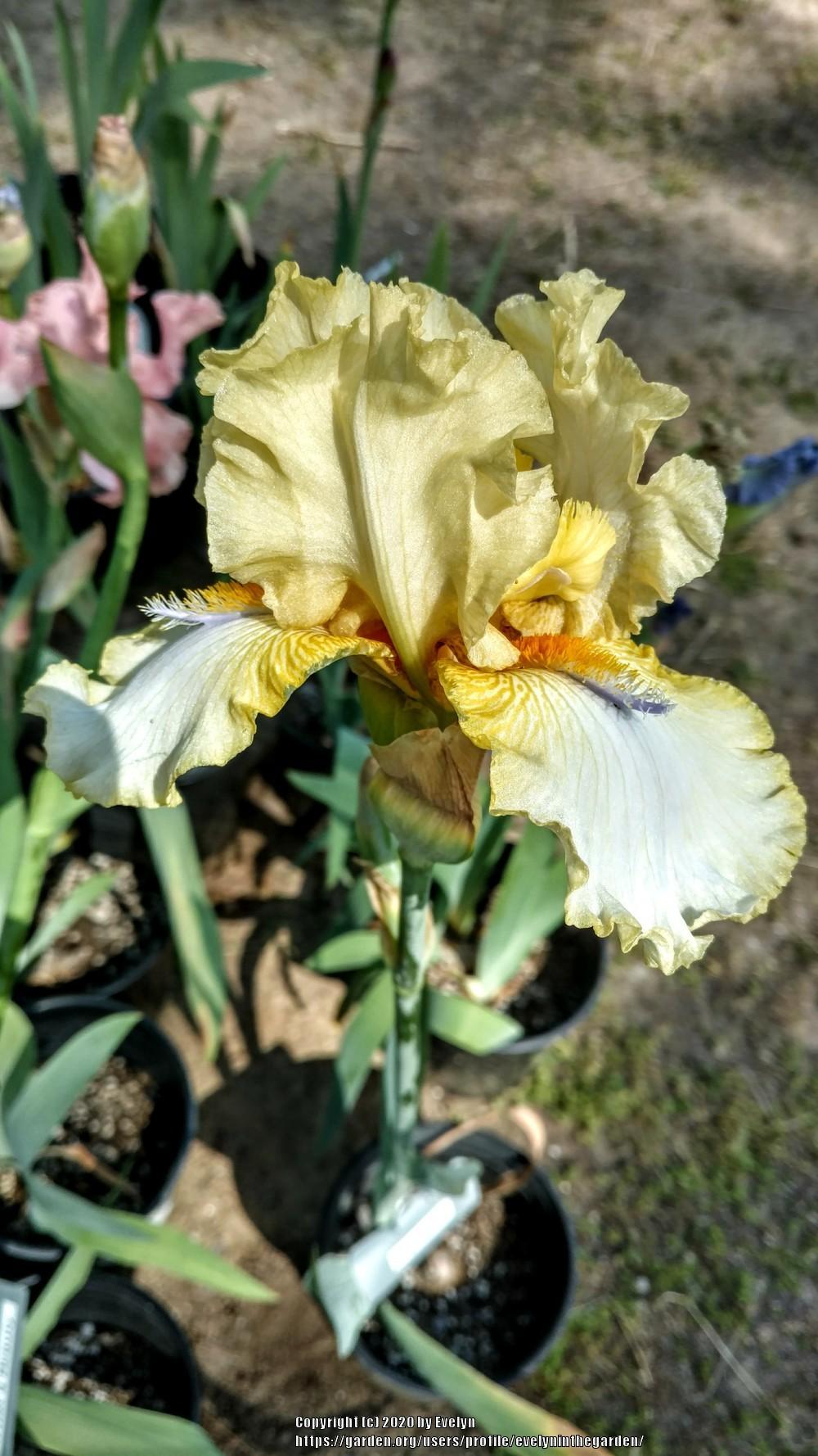 Photo of Tall Bearded Iris (Iris 'Sky Hooks') uploaded by evelyninthegarden