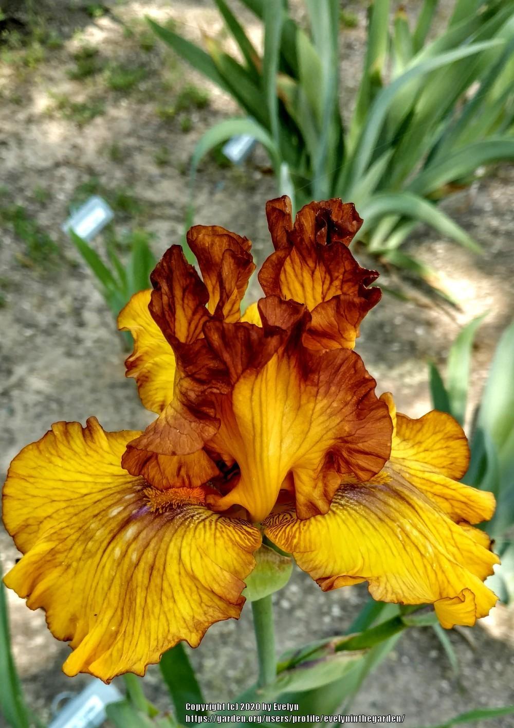 Photo of Tall Bearded Iris (Iris 'Spice Trader') uploaded by evelyninthegarden