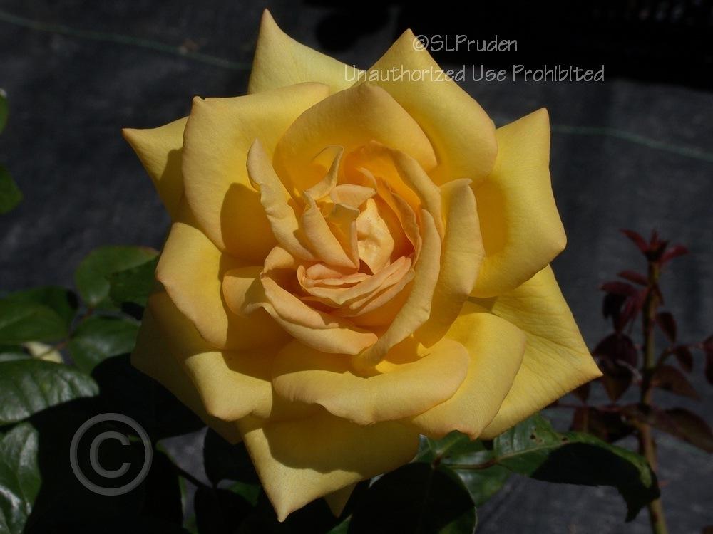 Photo of Rose (Rosa 'Oregold') uploaded by DaylilySLP