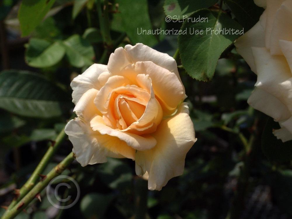 Photo of Rose (Rosa 'Over the Moon') uploaded by DaylilySLP