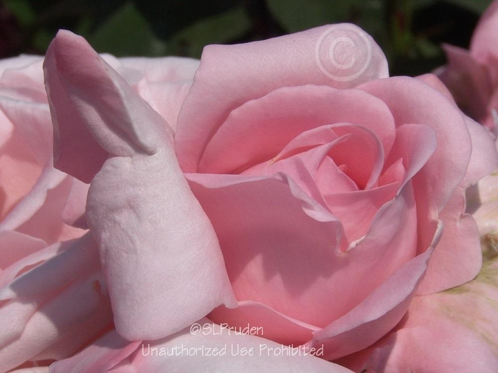 Photo of Rose (Rosa 'New Zealand') uploaded by DaylilySLP