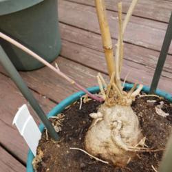 Location: Wilmington, Delaware USA
Date: 2020-05-17
Fat root coming back to life after a winter rest