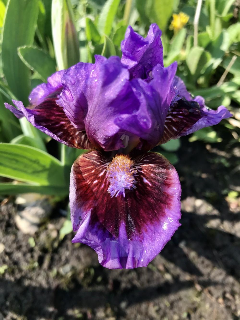 Photo of Standard Dwarf Bearded Iris (Iris 'Parade Lap') uploaded by Lbsmitty