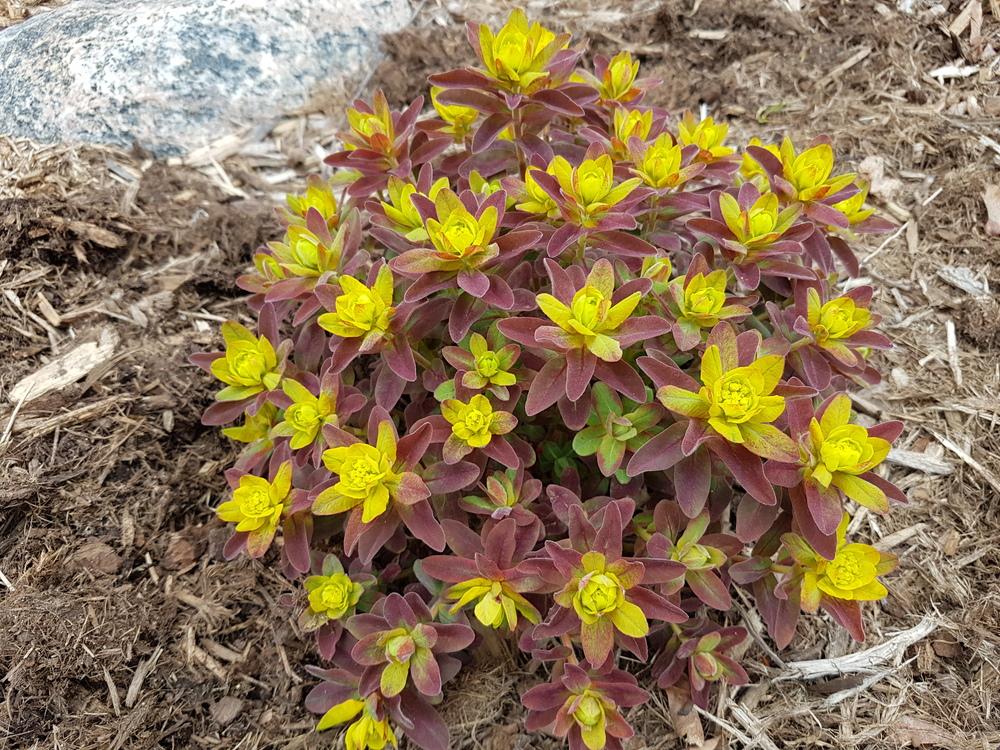 Photo of Euphorbia (Euphorbia epithymoides 'Bonfire') uploaded by MissMew