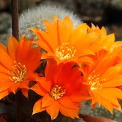 Location: From my collection. Poland.
Date: 2020-05-15
Rebutia nivosa