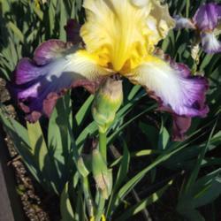 Location: Botanical Garden, Faculty of Scence, Zagreb, Croatia
Date: May 02, 2020
Iris BE 'Lisere Pourpre'
