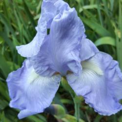 Location: Botanical Garden, Faculty of Scence, Zagreb, Croatia
Date: May 12, 2020
Iris BE 'Jane Phillips'