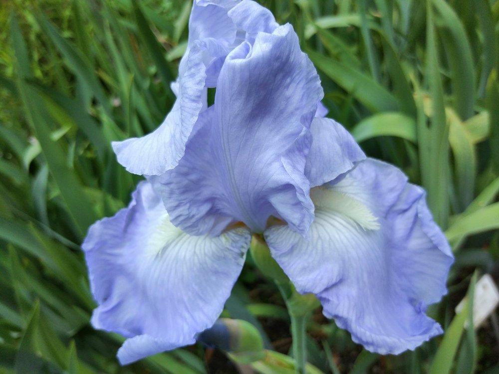 Photo of Tall Bearded Iris (Iris 'Jane Phillips') uploaded by Sanja