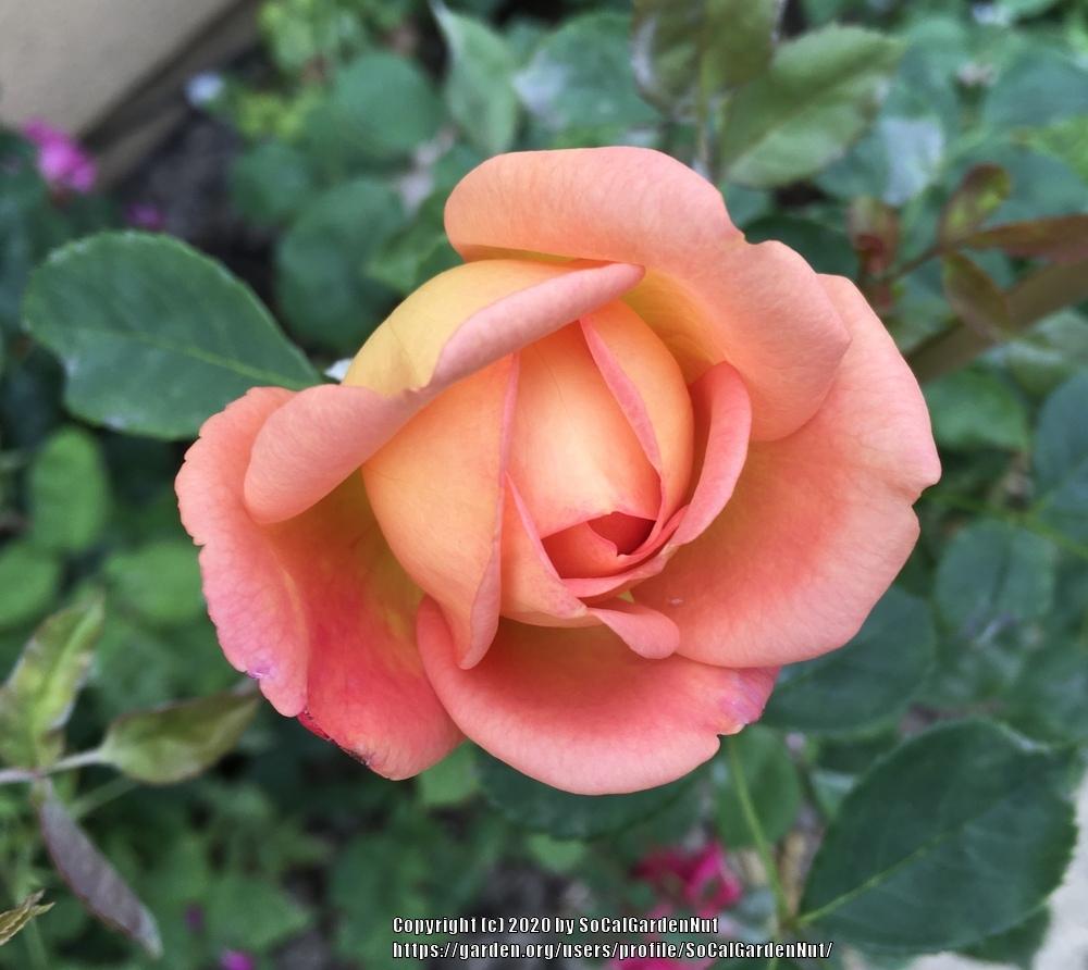 Photo of English Shrub Rose (Rosa 'Lady of Shalott') uploaded by SoCalGardenNut