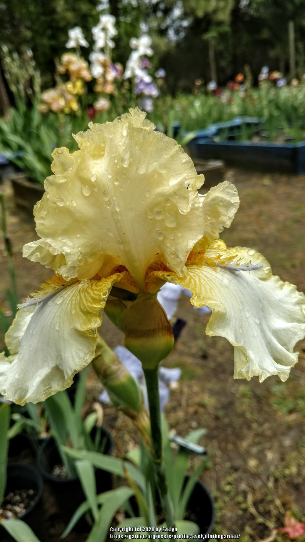 Photo of Tall Bearded Iris (Iris 'Sky Hooks') uploaded by evelyninthegarden