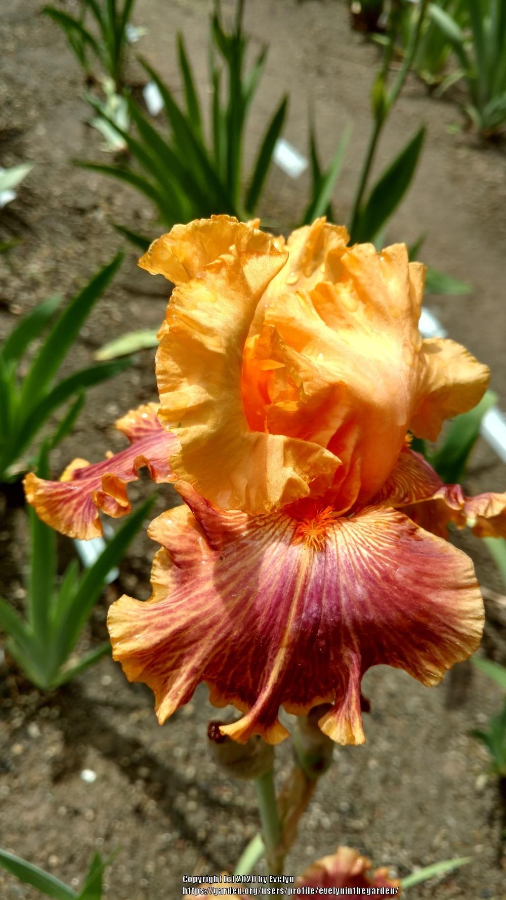 Photo of Tall Bearded Iris (Iris 'Bottle Rocket') uploaded by evelyninthegarden