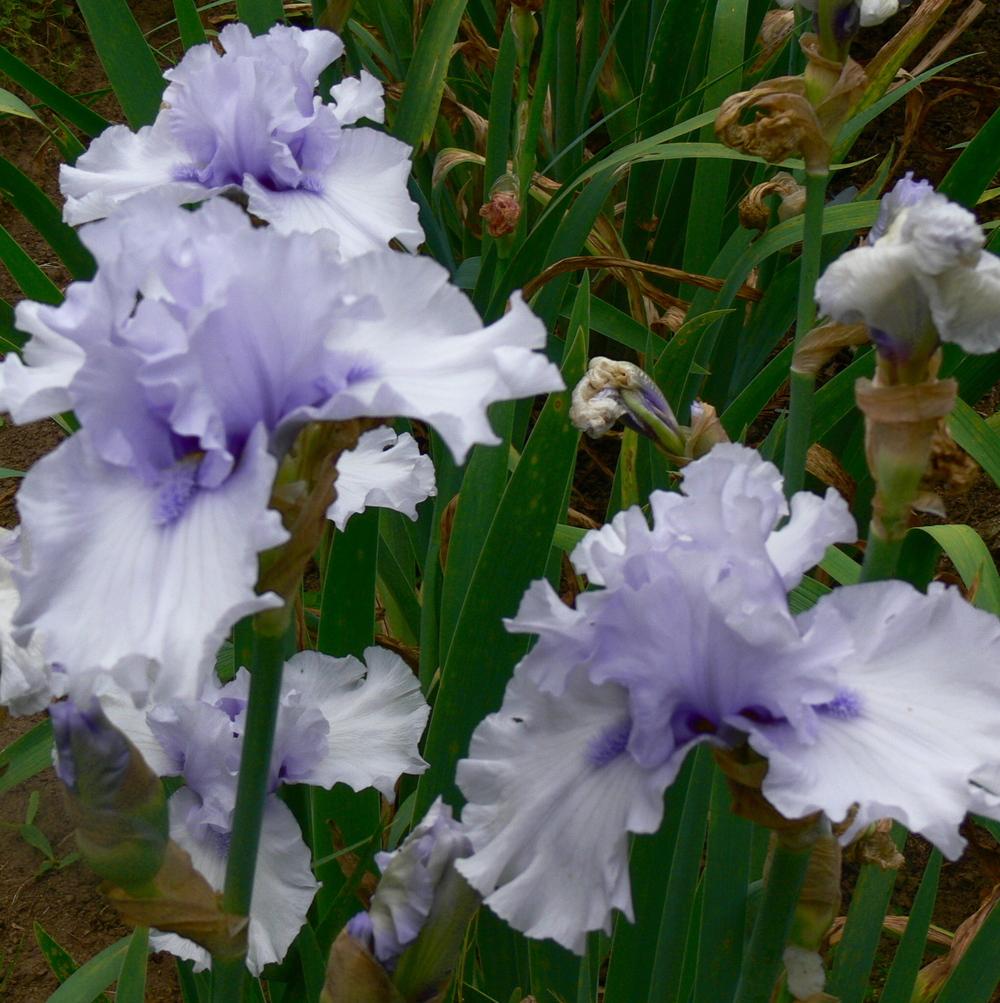Photo of Tall Bearded Iris (Iris 'After the Rain') uploaded by janwax