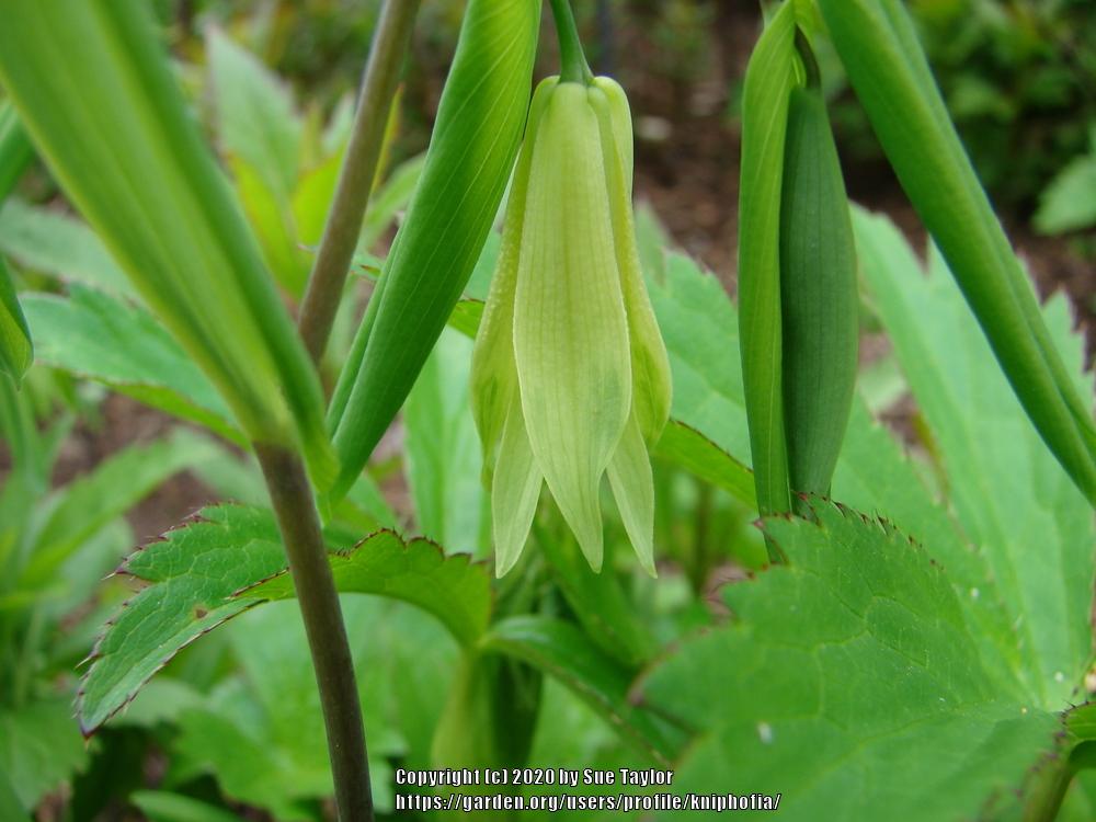 Photo of Merrybells (Uvularia sessilifolia) uploaded by kniphofia