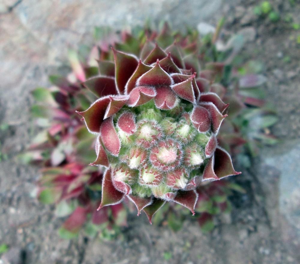 Photo of Hen and Chicks (Sempervivum 'Silver King') uploaded by lauribob