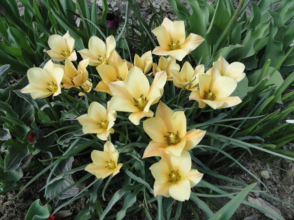Photo of Batalin Botanical Tulip (Tulipa linifolia 'Bronze Charm') uploaded by lauriemorningglory
