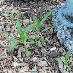 Location: Millersville MD
Date: 2020-05-15
Safflower seedlings are common under my bird feeder