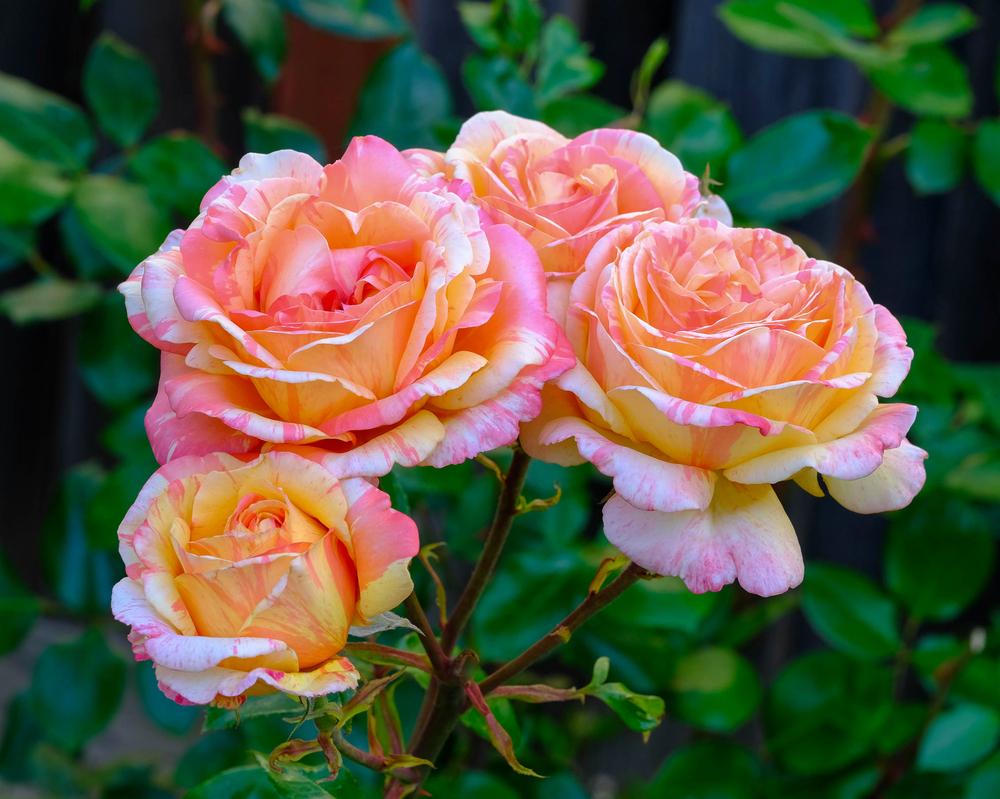 Photo of Rose (Rosa 'Peach Swirl') uploaded by AnnKNCalif