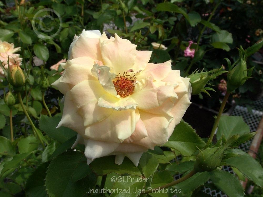 Photo of Rose (Rosa 'Prairie Harvest') uploaded by DaylilySLP