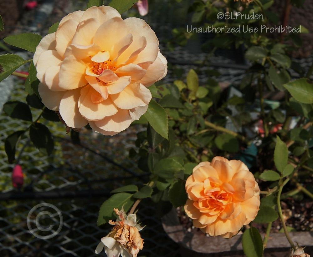 Photo of Rose (Rosa 'Port Sunlight') uploaded by DaylilySLP