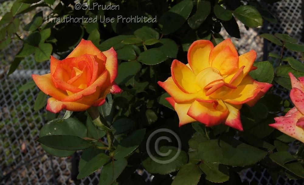 Photo of Rose (Rosa 'Red Gold') uploaded by DaylilySLP