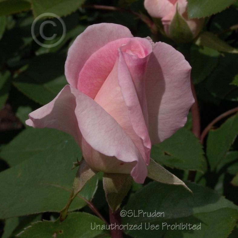 Photo of Rose (Rosa 'Pink Promise') uploaded by DaylilySLP