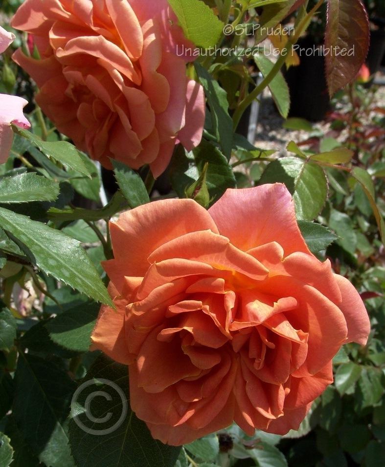 Photo of Rose (Rosa 'Pumpkin Patch') uploaded by DaylilySLP