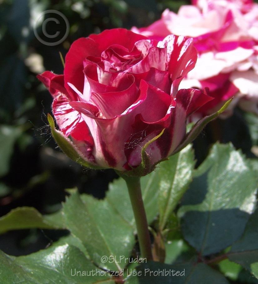 Photo of Rose (Rosa 'Rock & Roll') uploaded by DaylilySLP