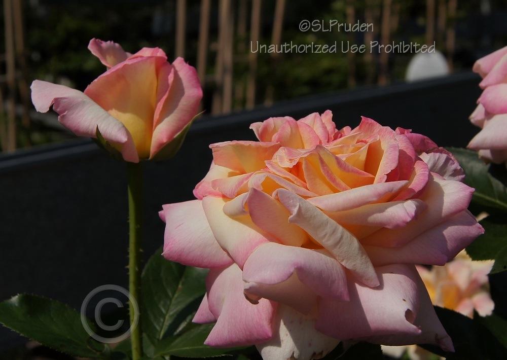 Photo of Hybrid Tea Rose (Rosa 'Peace') uploaded by DaylilySLP