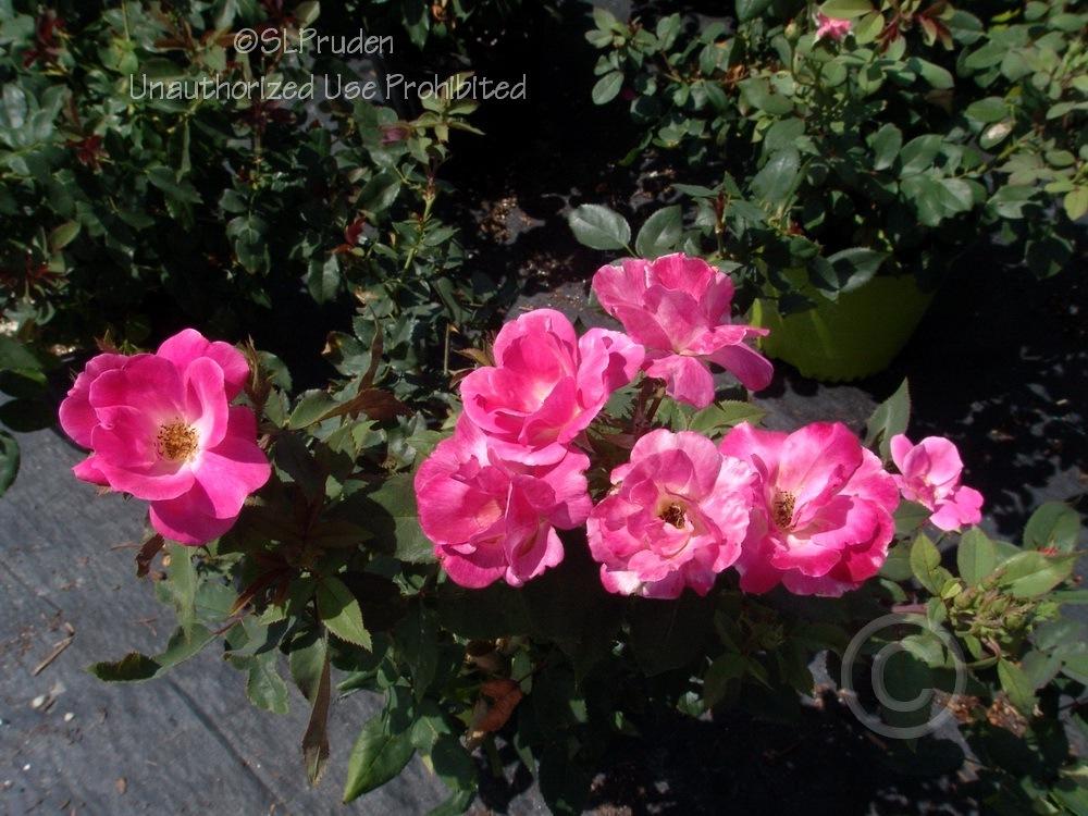 Photo of Rose (Rosa 'Pink Knock Out') uploaded by DaylilySLP