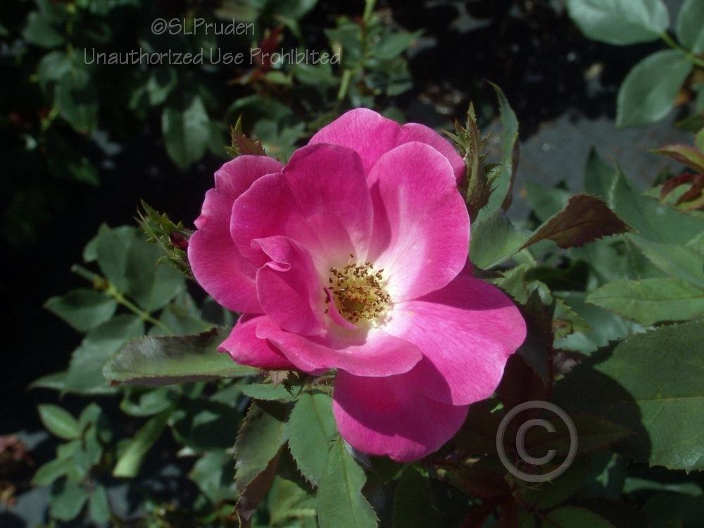Photo of Rose (Rosa 'Pink Knock Out') uploaded by DaylilySLP