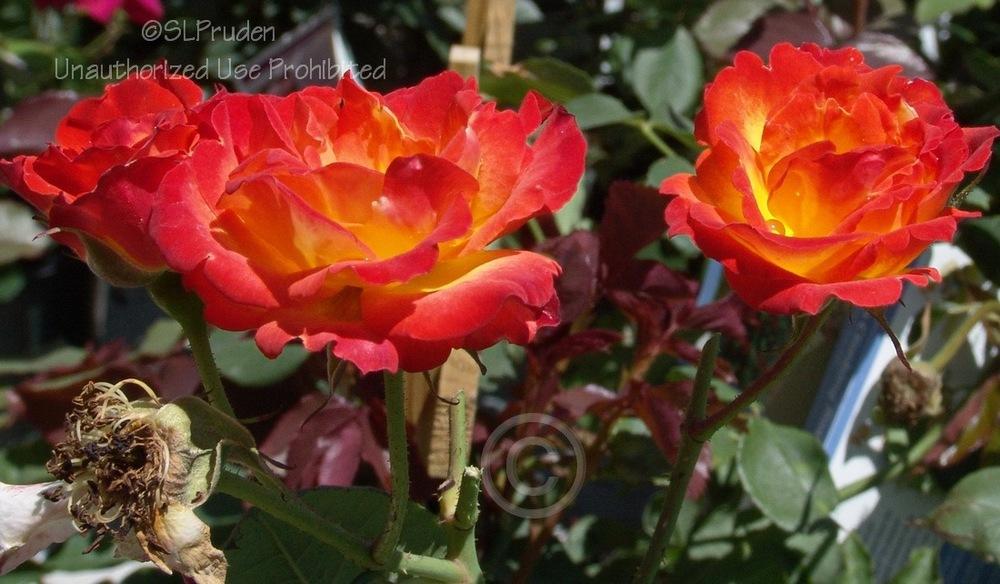 Photo of Rose (Rosa 'Pinata') uploaded by DaylilySLP