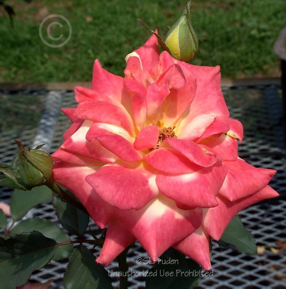 Photo of Hybrid Tea Rose (Rosa 'Rio Samba') uploaded by DaylilySLP