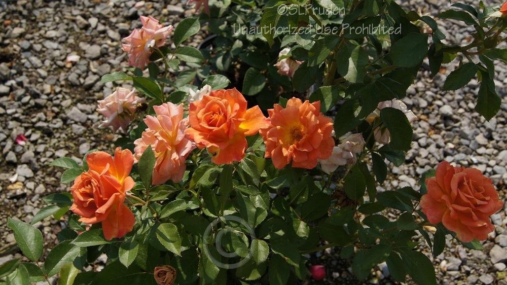 Photo of Rose (Rosa 'Pumpkin Patch') uploaded by DaylilySLP