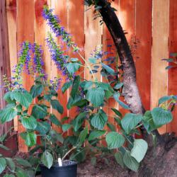 Location: Northern California, Zone 9b
Date: 2020-05-17
Leaves & flowers on this salvia are huge. It has outgrown the pot