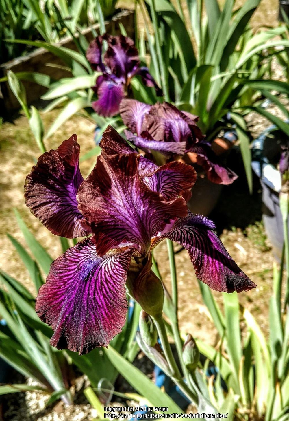 Photo of Arilbred Iris (Iris 'Afrosiab') uploaded by evelyninthegarden