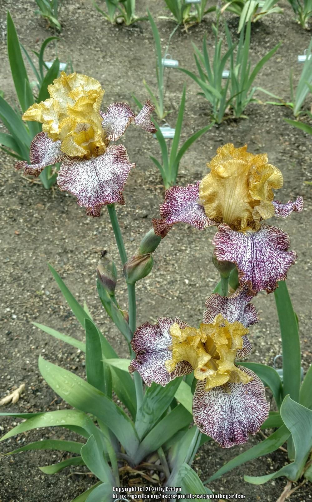 Photo of Tall Bearded Iris (Iris 'Temporal Anomaly') uploaded by evelyninthegarden