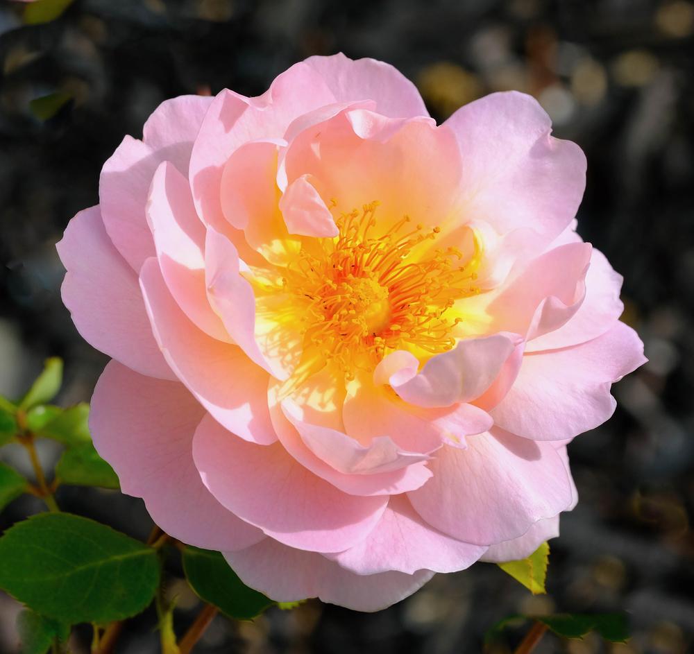 Photo of Rose (Rosa 'Belle Story') uploaded by AnnKNCalif