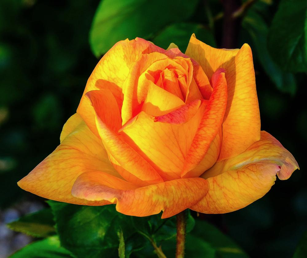 Photo of Rose (Rosa 'Jean Giono') uploaded by AnnKNCalif