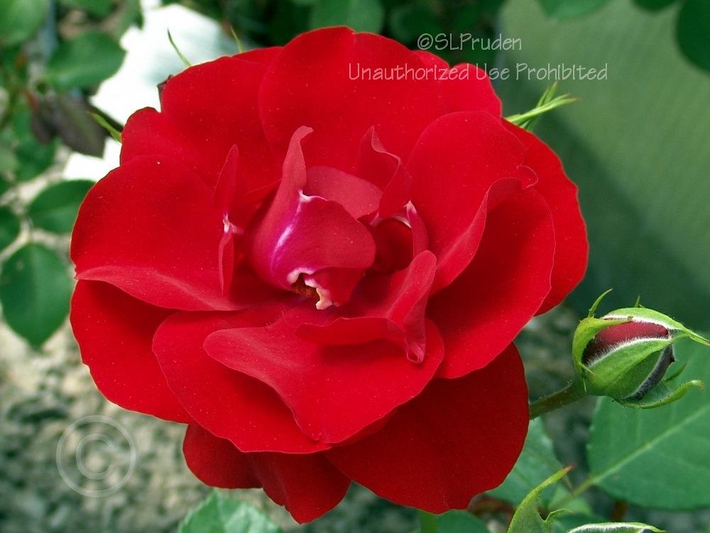 Photo of Rose (Rosa 'Showbiz') uploaded by DaylilySLP