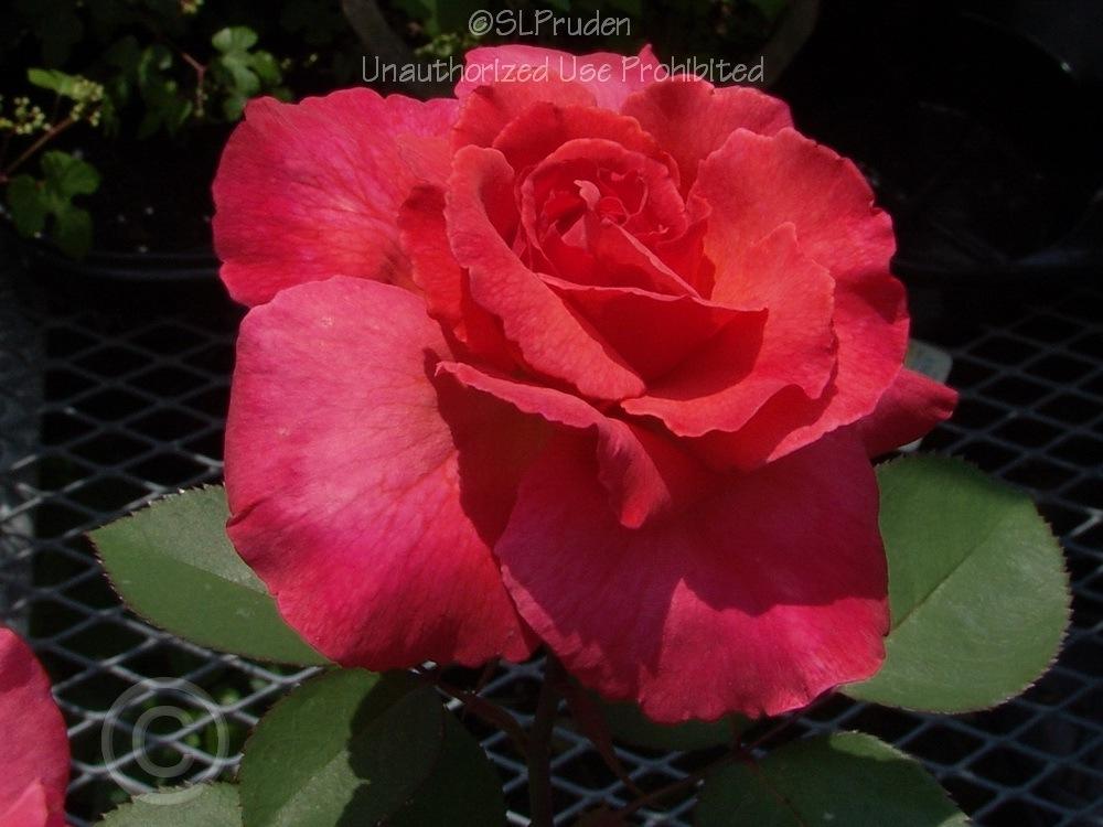 Photo of Rose (Rosa 'Sedona') uploaded by DaylilySLP
