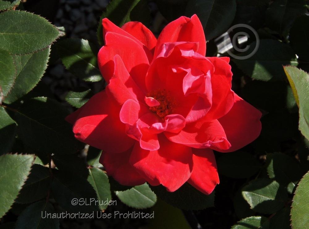 Photo of Rose (Rosa 'Ruby Ruby') uploaded by DaylilySLP