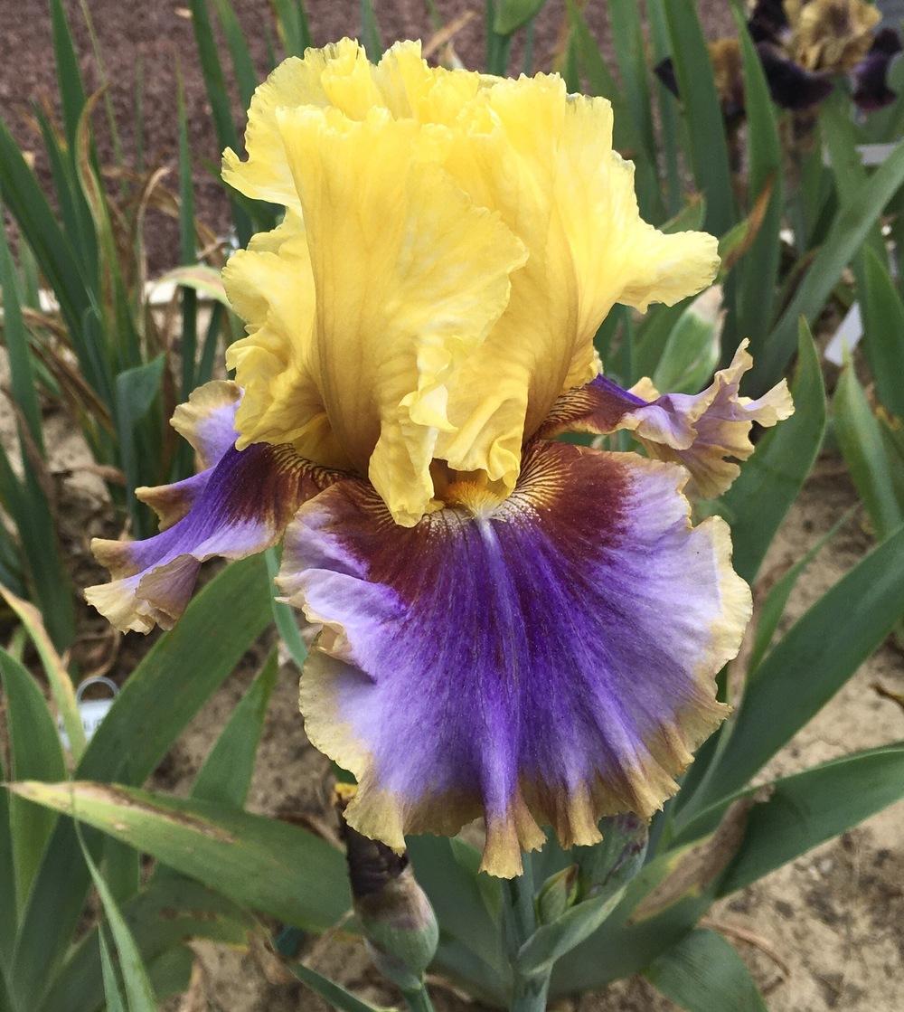 Photo of Tall Bearded Iris (Iris 'Gypsy Lady') uploaded by Islandview