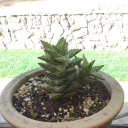 Location: CA
Date: 5/19/2020
My tiger tooth aloe is doing well
