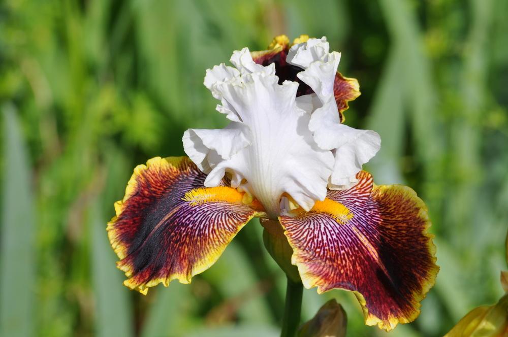 Photo of Tall Bearded Iris (Iris 'Carousel of Dreams') uploaded by LewEm
