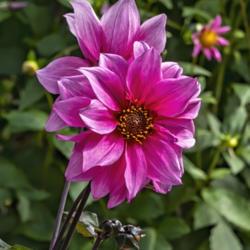 Location: Dahlia Hill, Midland, Michigan
Date: 2019-10-10
Peony flowering, the assigned form for 'Fascination', is one of t