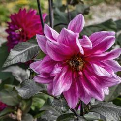 Location: Dahlia Hill, Midland, Michigan
Date: 2019-10-10
Fascinating to bees, certainly.  There are two on the bloom, and 